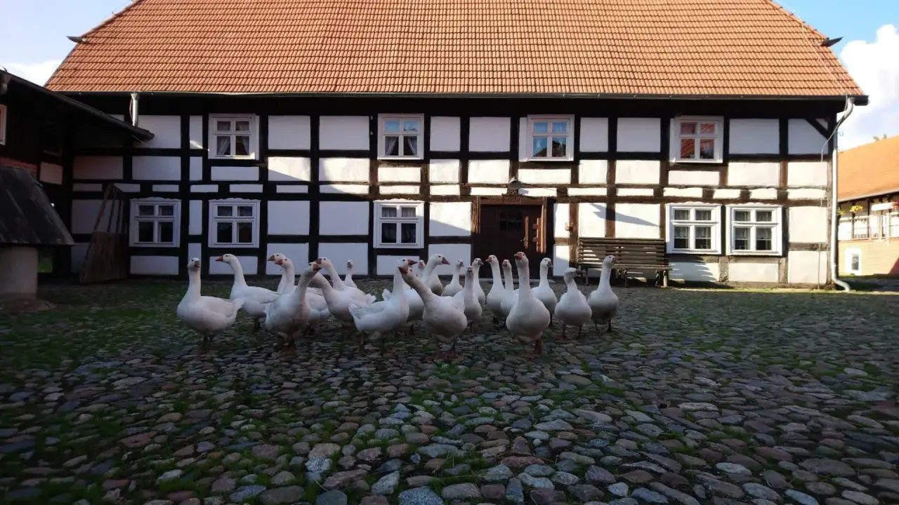 Stado gęsi na brukowanym dziedzińcu przed zabytkowym budynkiem w Swołowo skansen.