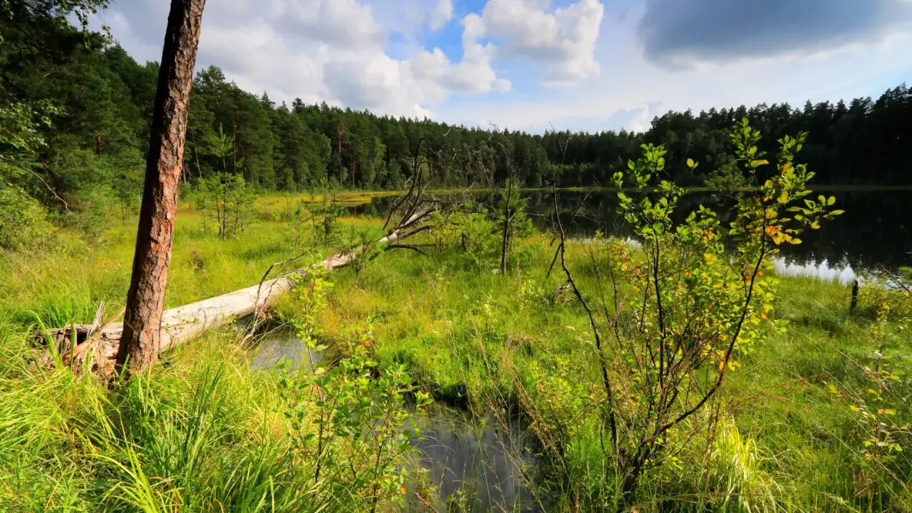 Malowniczy zakątek parków krajobrazowych Warmii i Mazur: dziki brzeg jeziora, powalone drzewo i bujna zieleń.