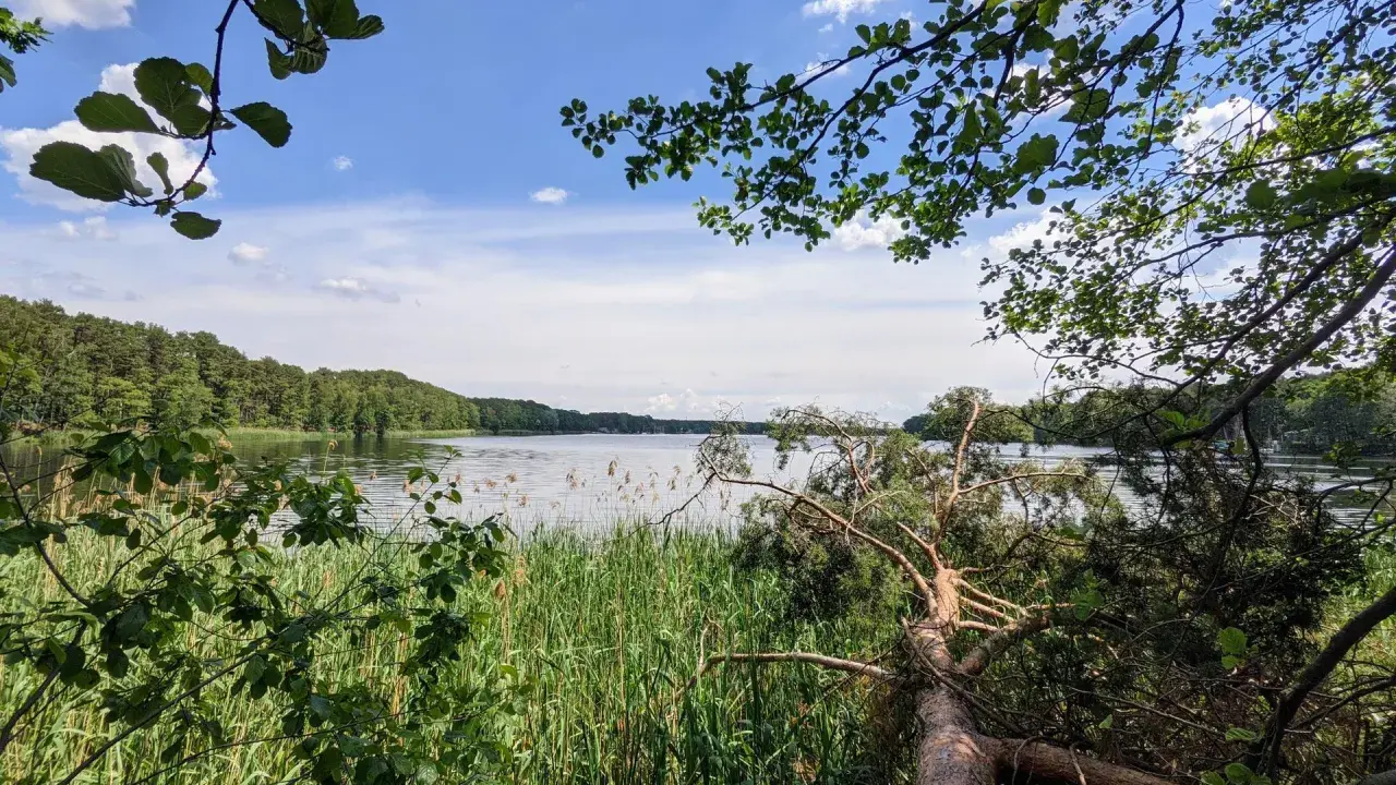 Spokojne jezioro sławskie otoczone zielenią. Gałęzie drzew zwisają nad wodą, a trzciny szumią na brzegu.