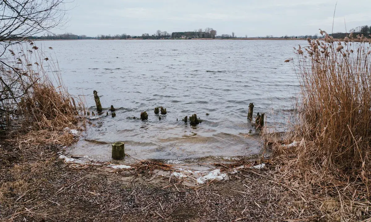 Brzeg jeziora Gopło z wystającymi z wody drewnianymi słupkami i suchą trzciną.