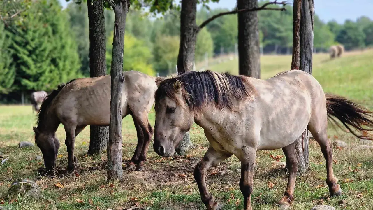 Dwa dzikie konie pasą się wśród drzew. Prawdziwe mazurskie safari, gdzie można poczuć wolność natury.