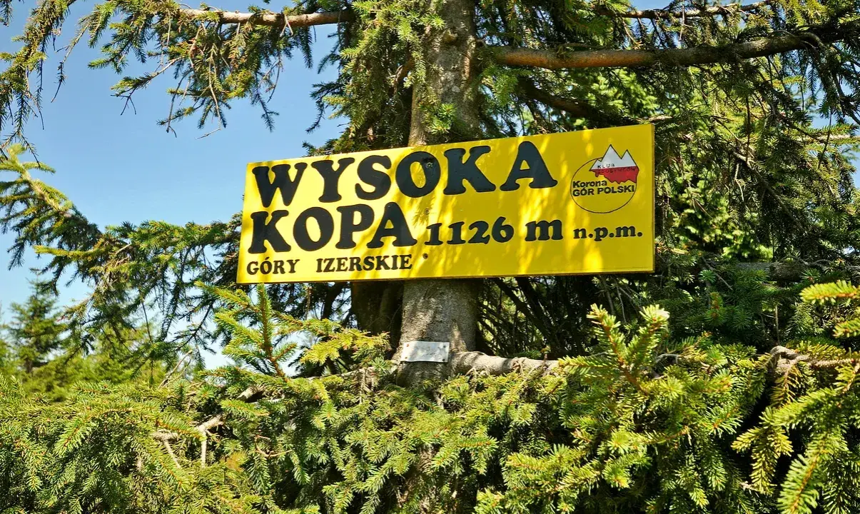 Żółta tablica na drzewie informuje: Wysoka Kopa, najwyższy szczyt Gór Izerskich, 1126 m n.p.m.