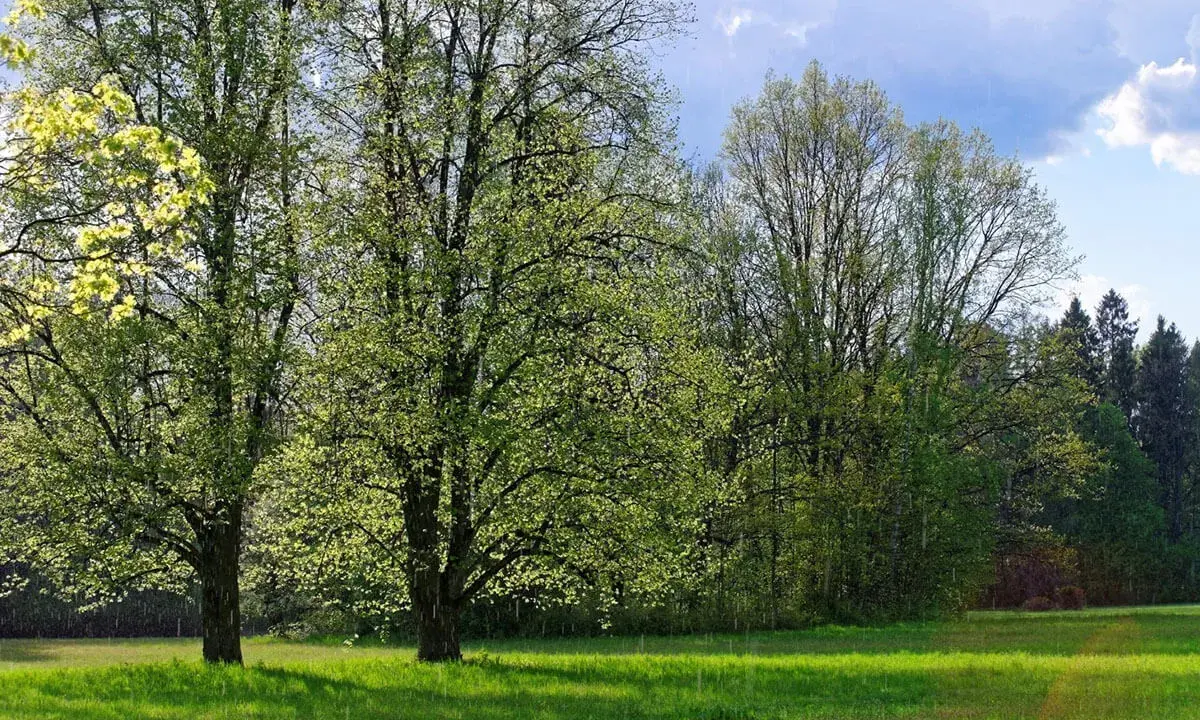 Zielona łąka i drzewa w rozkwicie. Idealne miejsce na weekendowe atrakcje w Supraślu, gdy pogoda dopisuje.
