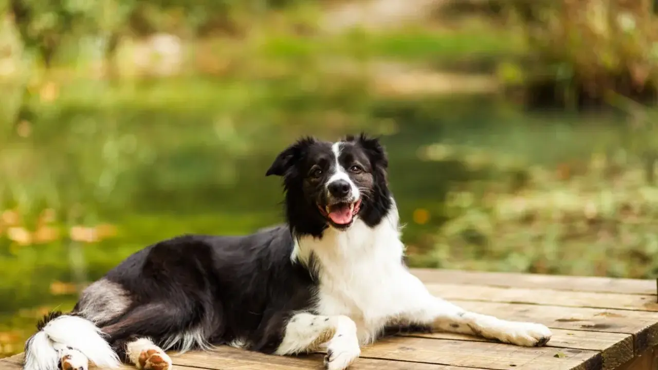 Szczęśliwy pies rasy border collie odpoczywa na drewnianym pomoście. Piękne mazury z psem to idealne miejsce na relaks.