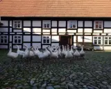 Stado gęsi na brukowanym dziedzińcu przed zabytkowym budynkiem w Swołowo skansen.