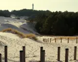 Piękne wydmy lubiatowskie z sosnowym lasem w tle i latarnią morską na horyzoncie. Drewniane słupki i liny wyznaczają ścieżkę.