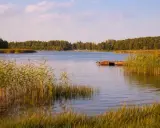 Spokojne jezioro otoczone lasem, z pomostem i trzcinami. Idealne ciche spokojne miejsce na weekend.