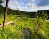 Malowniczy zakątek parków krajobrazowych Warmii i Mazur: dziki brzeg jeziora, powalone drzewo i bujna zieleń.