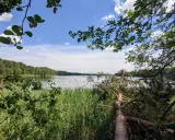 Spokojne jezioro sławskie otoczone zielenią. Gałęzie drzew zwisają nad wodą, a trzciny szumią na brzegu.