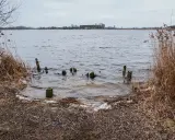 Brzeg jeziora Gopło z wystającymi z wody drewnianymi słupkami i suchą trzciną.