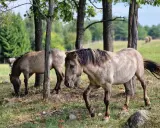 Dwa dzikie konie pasą się wśród drzew. Prawdziwe mazurskie safari, gdzie można poczuć wolność natury.