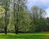 Zielona łąka i drzewa w rozkwicie. Idealne miejsce na weekendowe atrakcje w Supraślu, gdy pogoda dopisuje.