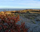 Jesienny spacer po plaży, gdzie morze w październiku wita spokojem. Krzewy rokitnika z pomarańczowymi owocami na tle wydm i błękitnego nieba.