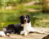 Szczęśliwy pies rasy border collie odpoczywa na drewnianym pomoście. Piękne mazury z psem to idealne miejsce na relaks.