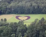 Serce w Bieszczadach, uformowane z ciemnych roślin na zielonej łące, otoczone gęstym lasem.