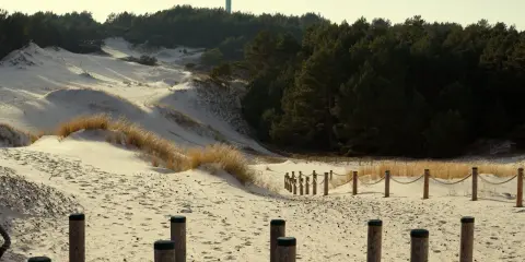 Piękne wydmy lubiatowskie z sosnowym lasem w tle i latarnią morską na horyzoncie. Drewniane słupki i liny wyznaczają ścieżkę.