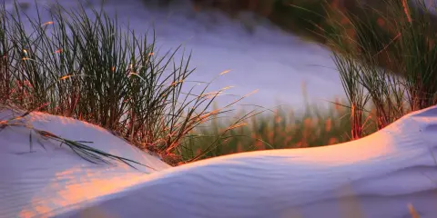 Trawy na wydmach o zachodzie słońca, odkrywające mało znane miejsca na Pomorzu.