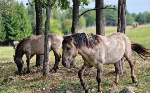Dwa dzikie konie pasą się wśród drzew. Prawdziwe mazurskie safari, gdzie można poczuć wolność natury.