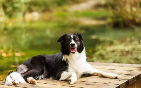 Szczęśliwy pies rasy border collie odpoczywa na drewnianym pomoście. Piękne mazury z psem to idealne miejsce na relaks.
