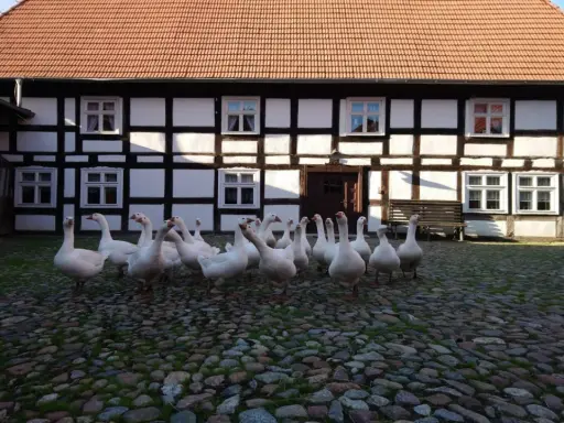 Stado gęsi na brukowanym dziedzińcu przed zabytkowym budynkiem w Swołowo skansen.