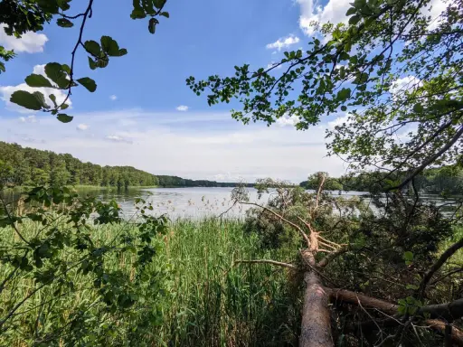 Spokojne jezioro sławskie otoczone zielenią. Gałęzie drzew zwisają nad wodą, a trzciny szumią na brzegu.