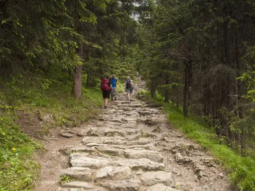 Kamienista ścieżka w lesie, turyści wędrujący przez dolinę Jaworzynki.