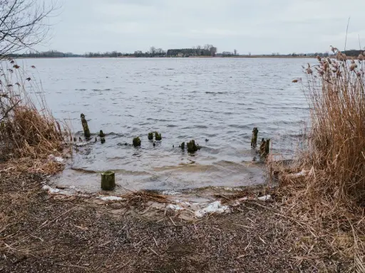 Brzeg jeziora Gopło z wystającymi z wody drewnianymi słupkami i suchą trzciną.