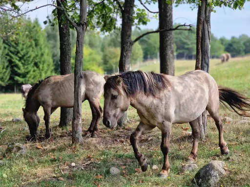 Dwa dzikie konie pasą się wśród drzew. Prawdziwe mazurskie safari, gdzie można poczuć wolność natury.