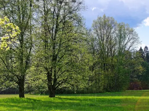 Zielona łąka i drzewa w rozkwicie. Idealne miejsce na weekendowe atrakcje w Supraślu, gdy pogoda dopisuje.