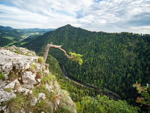 Widok z Sokolej Góry w Pieninach. Skalisty brzeg, pochylone drzewo i zielona dolina z rzeką.