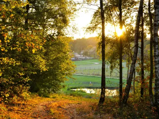 Jesienne słońce przebija się przez drzewa, tworząc idealne miejsce, gdzie na weekend listopadowy. Ścieżka prowadzi do stawu i pól.