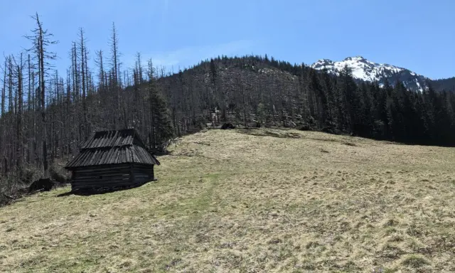 Drewniana chata w dolinie lejowej, otoczona uschniętymi drzewami i lasem. W tle góra ze śniegiem.
