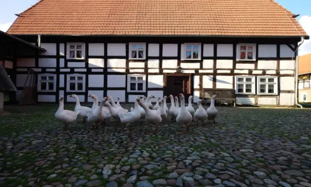 Stado gęsi na brukowanym dziedzińcu przed zabytkowym budynkiem w Swołowo skansen.