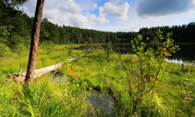 Malowniczy zakątek parków krajobrazowych Warmii i Mazur: dziki brzeg jeziora, powalone drzewo i bujna zieleń.