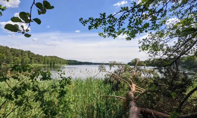 Spokojne jezioro sławskie otoczone zielenią. Gałęzie drzew zwisają nad wodą, a trzciny szumią na brzegu.