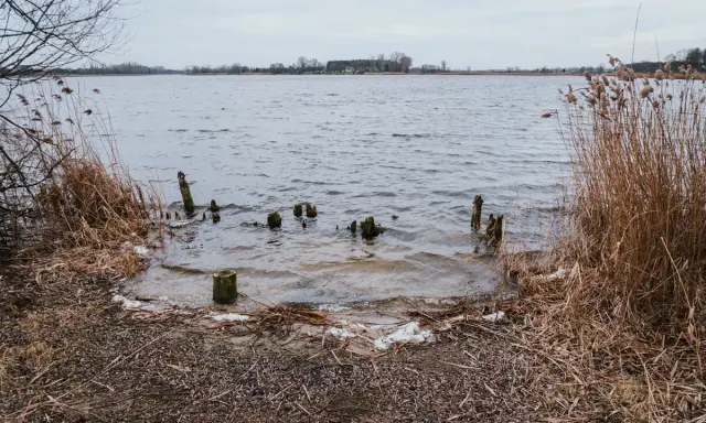 Brzeg jeziora Gopło z wystającymi z wody drewnianymi słupkami i suchą trzciną.