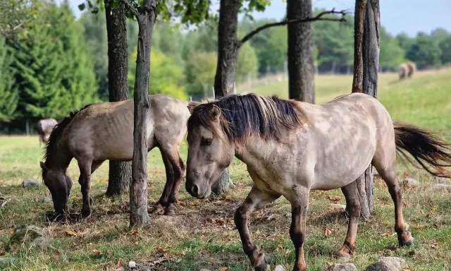 Dwa dzikie konie pasą się wśród drzew. Prawdziwe mazurskie safari, gdzie można poczuć wolność natury.