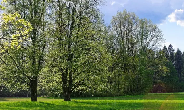 Zielona łąka i drzewa w rozkwicie. Idealne miejsce na weekendowe atrakcje w Supraślu, gdy pogoda dopisuje.