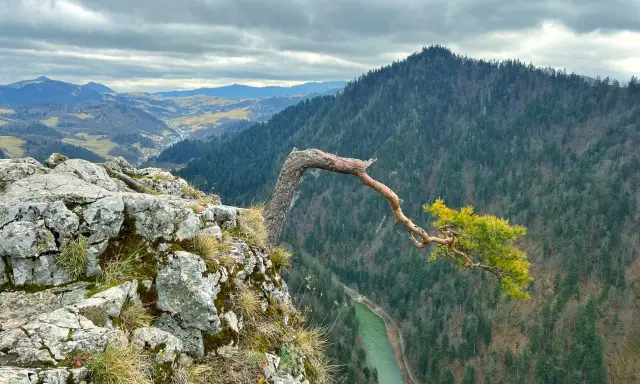 Malowniczy widok na przełom Dunajca, jedno z najpiękniejszych pieniny atrakcje. Skalisty brzeg i samotne drzewo tworzą niezwykłą kompozycję.