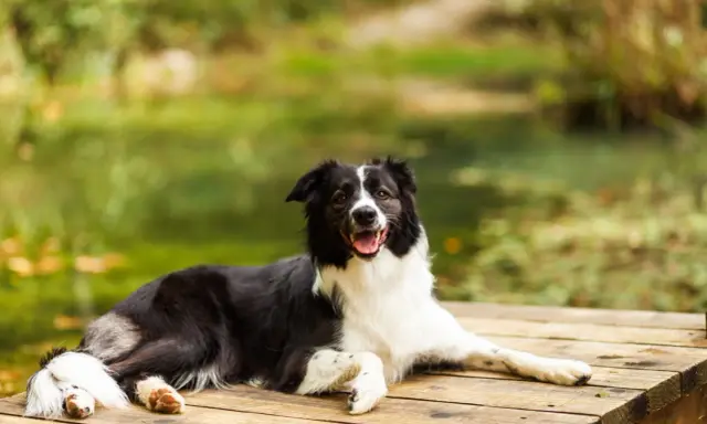 Szczęśliwy pies rasy border collie odpoczywa na drewnianym pomoście. Piękne mazury z psem to idealne miejsce na relaks.
