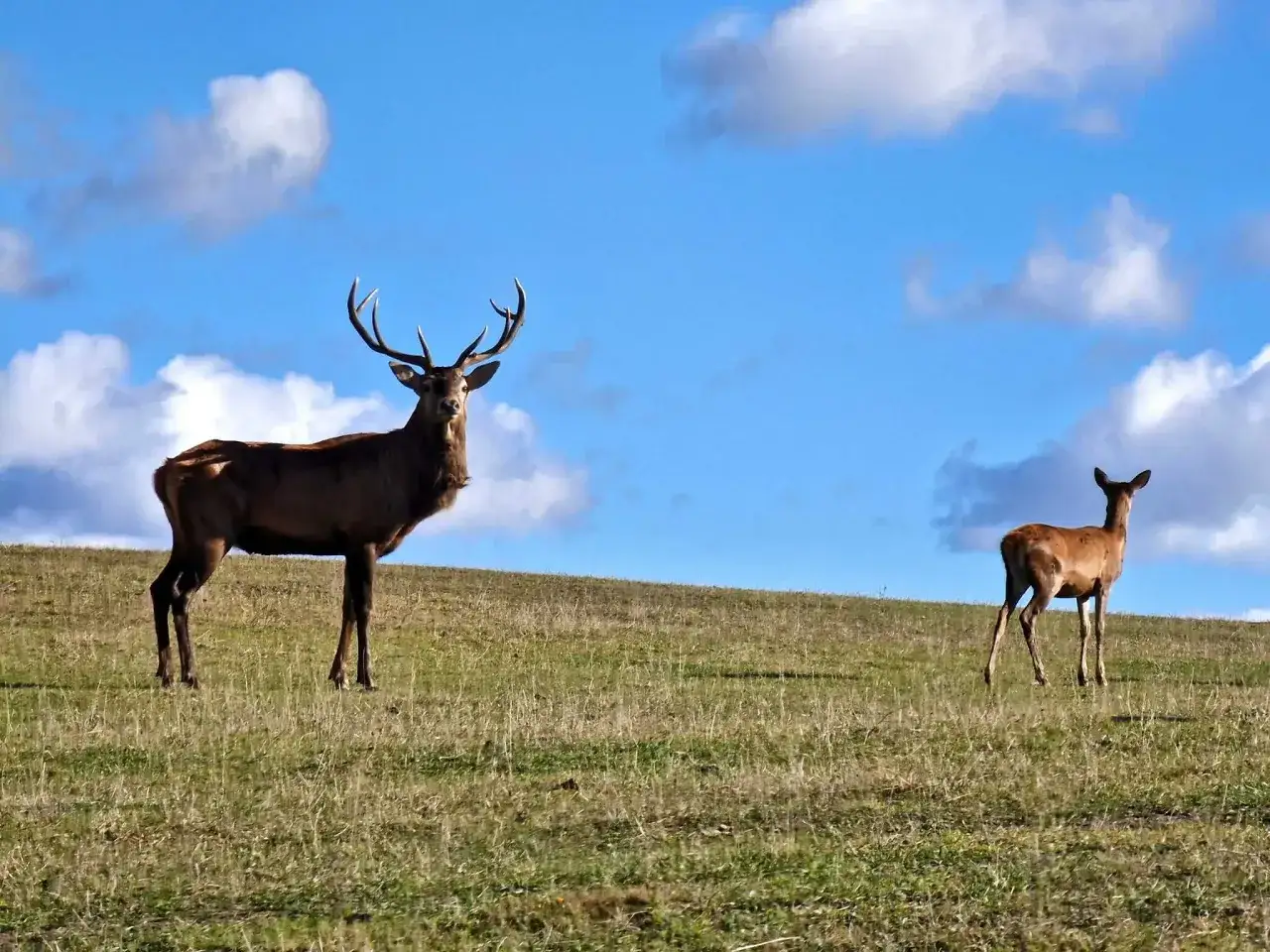 Majestatyczny jeleń i łania na tle błękitnego nieba z chmurami. Prawdziwe mazurskie safari!