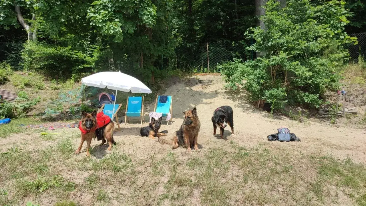 Cztery psy odpoczywają na piaszczystej plaży na Mazurach. Jeden w kamizelce ratunkowej, gotowy do pływania.