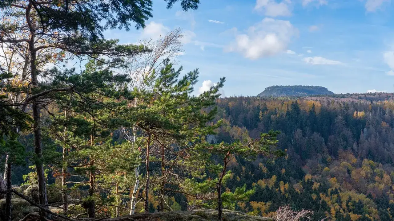 Jesienne krajobrazy górskie w Dusznikach Zdroju. Sosny na pierwszym planie, w oddali lasy w barwach jesieni i płaskie wzgórze.
